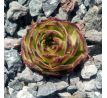 Sempervivum GREEN FELLOW
