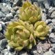 Sempervivum GRISU