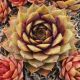 Sempervivum YOLANDA