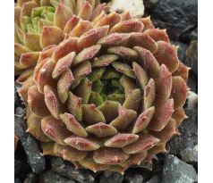 Sempervivum ZORBA