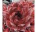 Sempervivum BROWN OWL