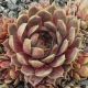 Sempervivum UTOPIAN
