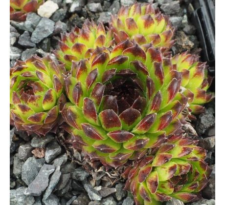 Sempervivum SPICE