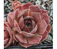 Sempervivum DOWNLAND QUEEN