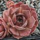 Sempervivum DOWNLAND QUEEN