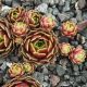 Sempervivum RUPICOLUM