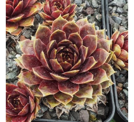 Sempervivum CHERRY TART