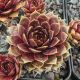 Sempervivum CHERRY TART