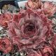 Sempervivum PURPLE VIOLET