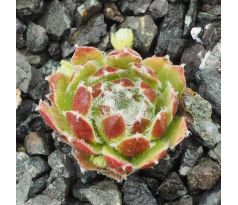 Sempervivum SKROCKI`S BEAUTY
