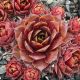 Sempervivum RUPILOMUM