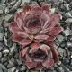 Sempervivum VIRGIL