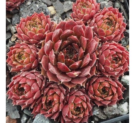 Sempervivum SHOW BABY