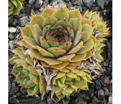Sempervivum NORTH LEIGH
