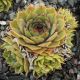 Sempervivum NORTH LEIGH