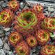 Sempervivum MARMOREUM DINARICUM