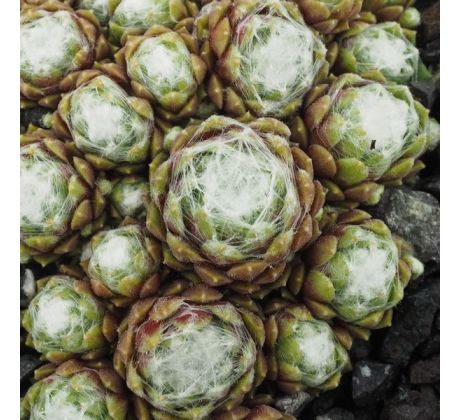 Sempervivum ULRIKE
