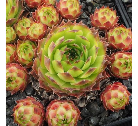 Sempervivum GREEN GIANT