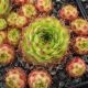 Sempervivum GREEN GIANT