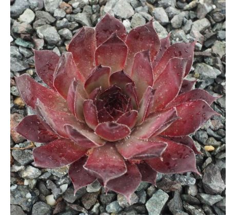 Sempervivum CHILLI PEPPER