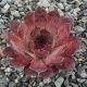 Sempervivum CHILLI PEPPER