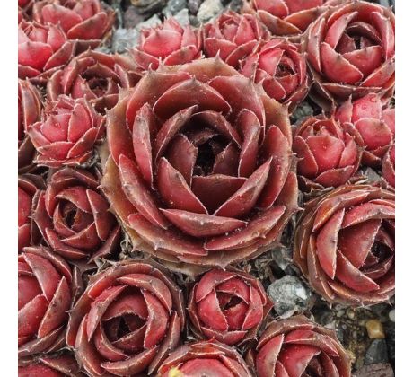 Sempervivum ELVA