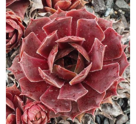 Sempervivum FRARO