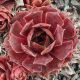 Sempervivum FRARO