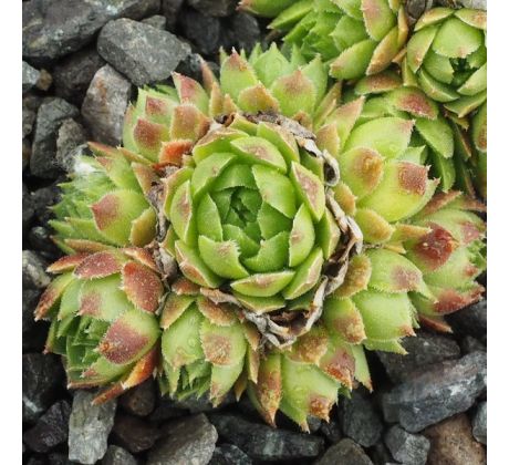 Sempervivum ANTABRICUM CANTABRICA