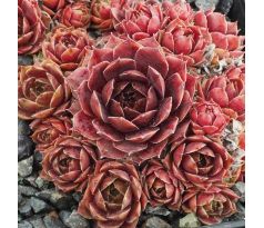 Sempervivum CORONET