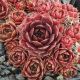 Sempervivum CORONET