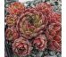 Sempervivum COCHISE