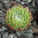 Sempervivum FUZZY WUZZY
