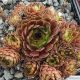 Sempervivum INCA