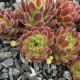 Sempervivum LITSCHI