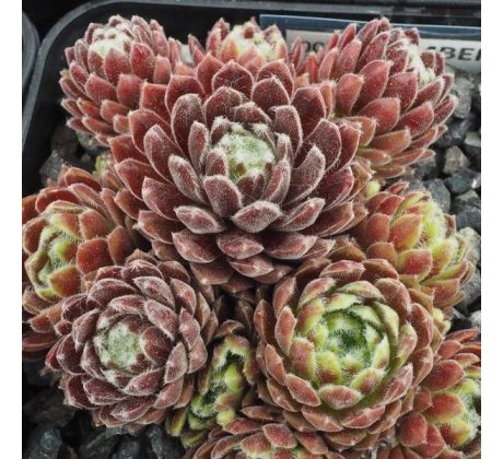 Sempervivum EMBERLY BAK