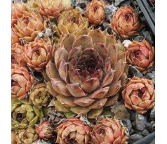 Sempervivum HUGO