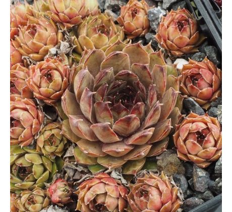 Sempervivum HUGO