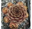 Sempervivum ALFONS ROELANDS