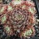 Sempervivum ORDENSSTERN