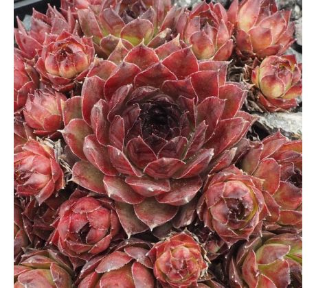 Sempervivum ORIZABA