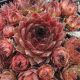 Sempervivum ORIZABA
