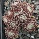 Sempervivum XERXES