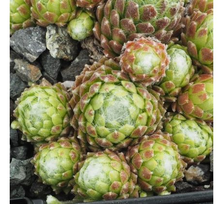 Sempervivum ZINALER ROTHORN