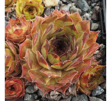 Sempervivum VIRUNGA