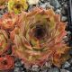 Sempervivum VIRUNGA