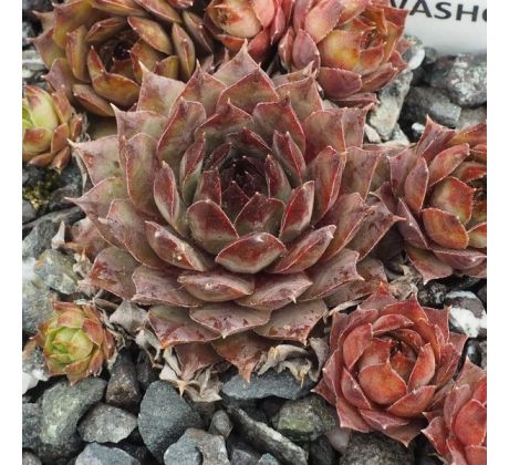 Sempervivum WASCHBÄR