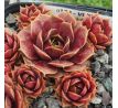 Sempervivum VIDEO
