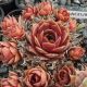 Sempervivum VIOLACEUM