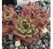 Sempervivum CROWS